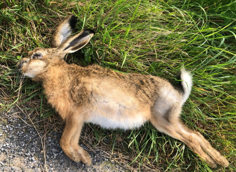 Myxomatose bei Feldhasen 